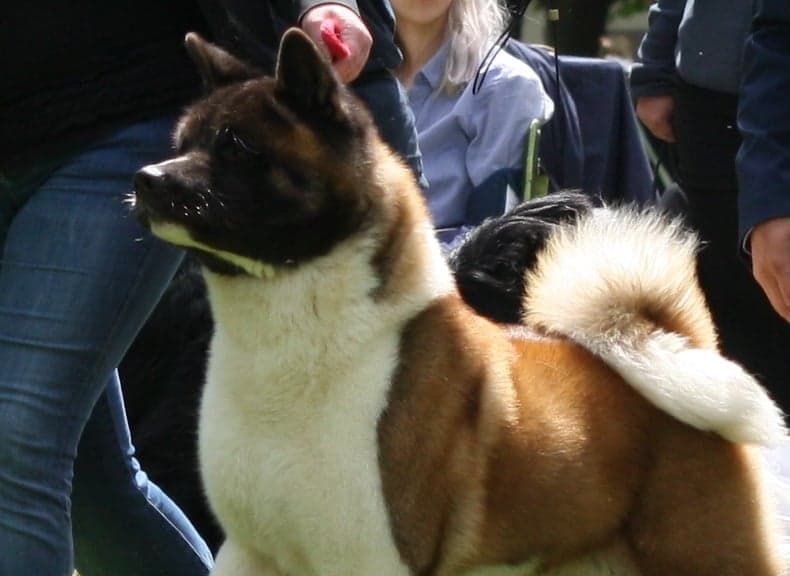 Magnéto Marvel'house Akitas