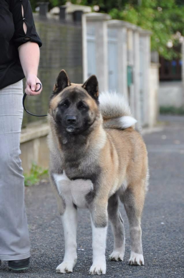 Magnéto Marvel'house Akitas