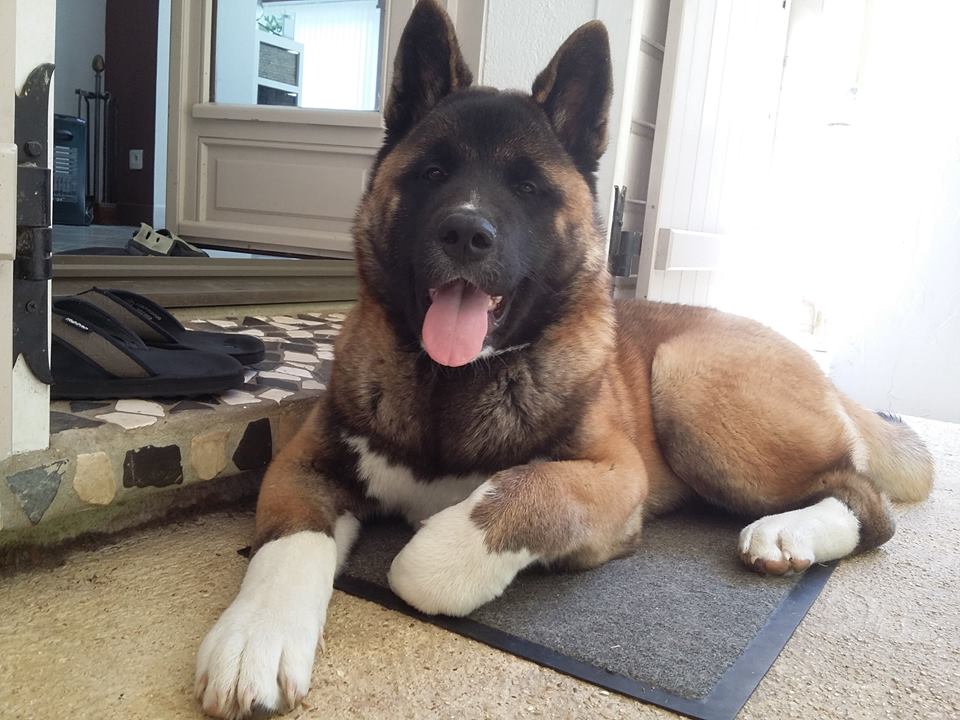 Moonknight Marvel'house Akitas