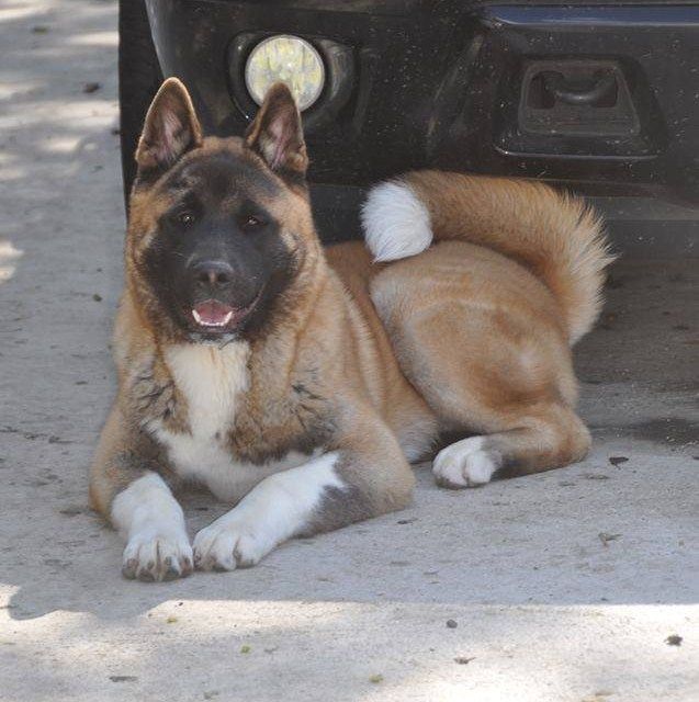 Maiky (major mapleleaf) Marvel'house Akitas