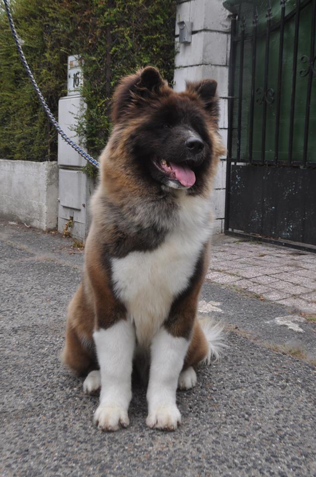 Moonstar Marvel'house Akitas