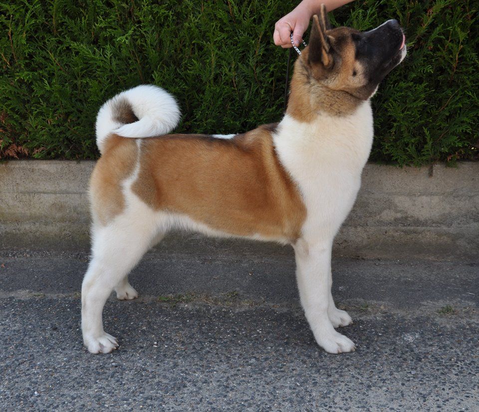 Moonstone Marvel'house Akitas