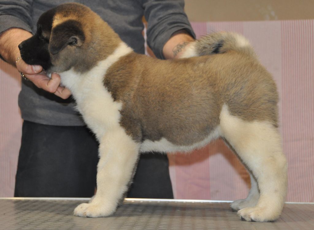 Nébula Marvel'house Akitas