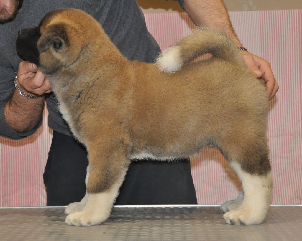 Norrin Marvel'house Akitas