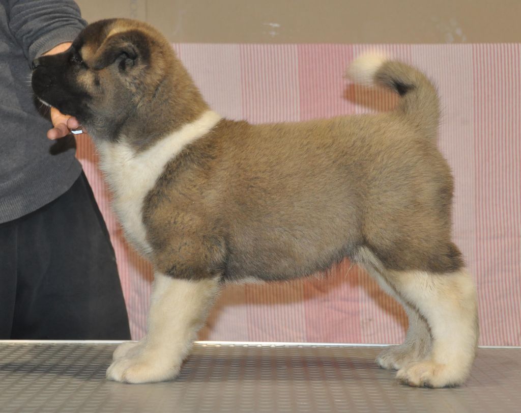 Nighthawk Marvel'house Akitas