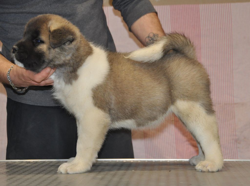 Namora Marvel'house Akitas