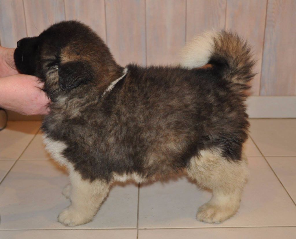 Nocturne Marvel'house Akitas