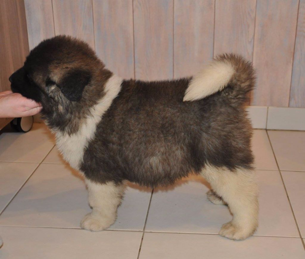 North star Marvel'house Akitas