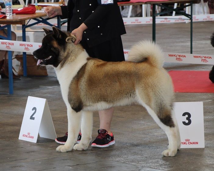Maverick Marvel'house Akitas