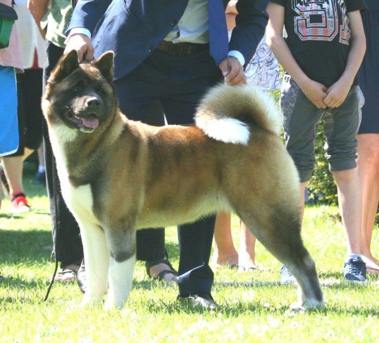 Magik Marvel'house Akitas