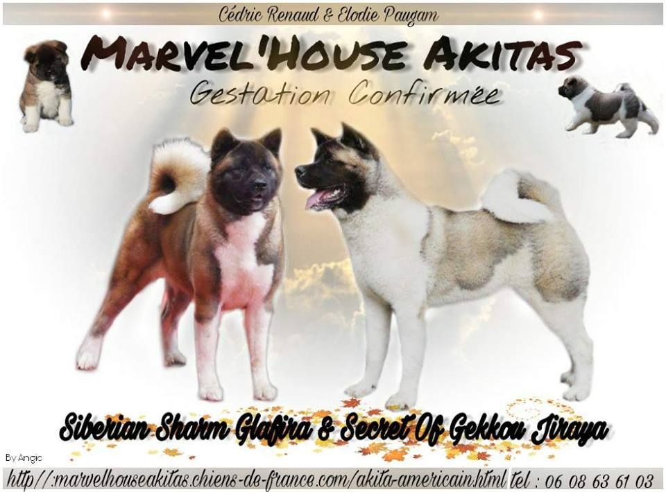 Marvel'house Akitas - MARIAGE CONFIRME ! PREGNANCY CONFIRMED !