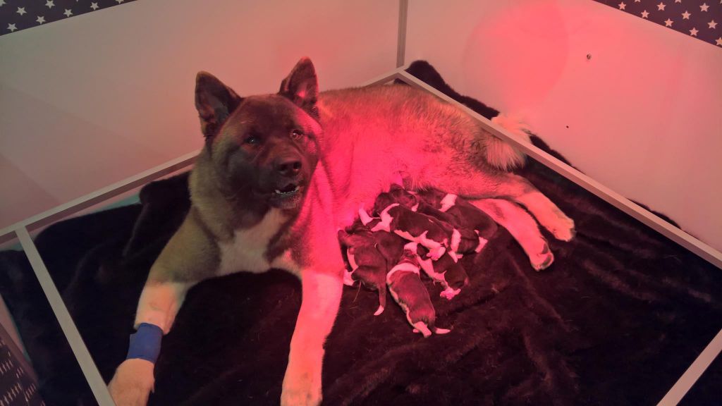 Marvel'house Akitas - ILS SONT ARRIVES !
