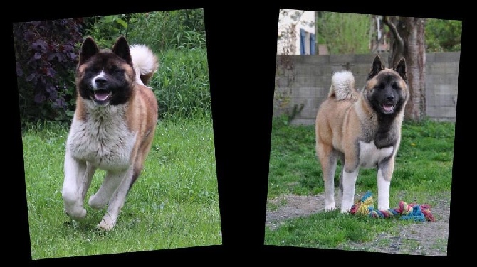 Marvel'house Akitas - MARIAGE CONFIRME ! PREGNANCY CONFIRMED !