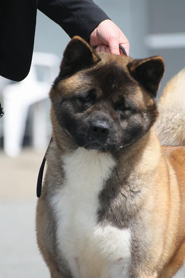 Siberian Charm Glafira, dite Furiosa