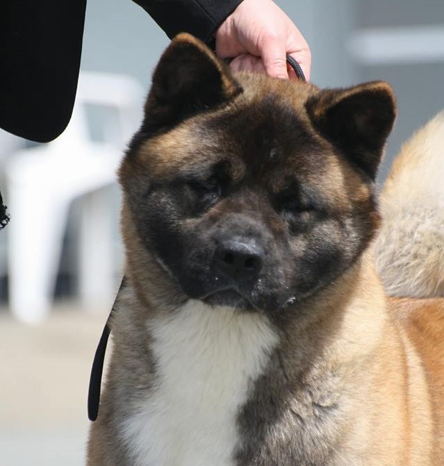 Marvel'house Akitas